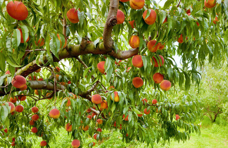 Peach tree e1625164342488